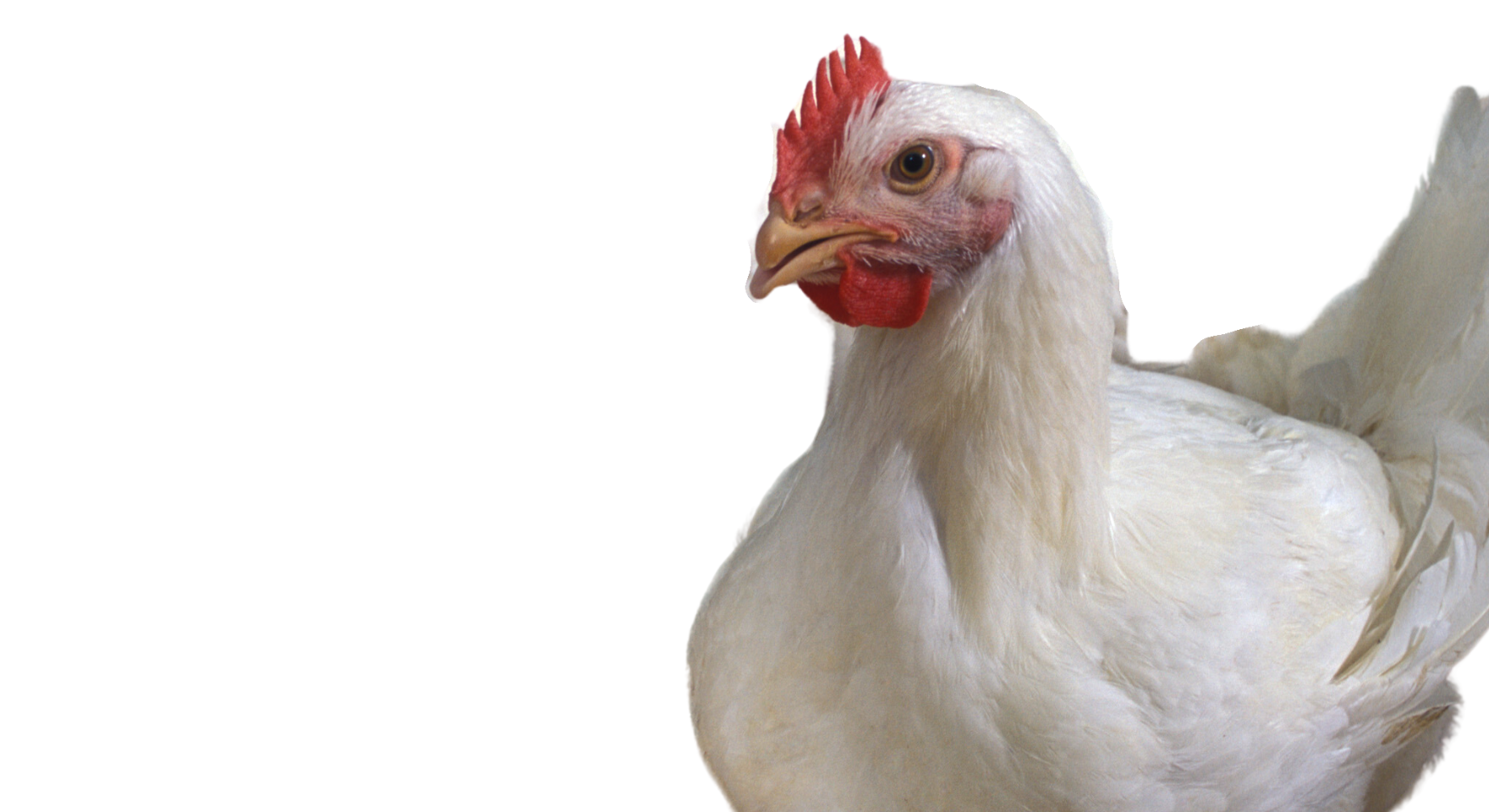 Innovative Solutions for Poultry Success